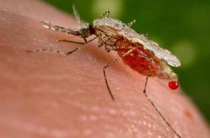 Védelem a vérszívóktól - a szúnyogháló 