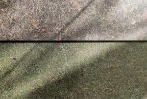 Viaplant® CAST – Tartós felületek valódi növényekkel