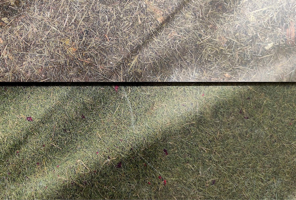 Viaplant® CAST – Tartós felületek valódi növényekkel